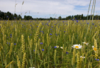 Ein nationales Symbol: Die Kornblume