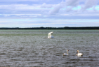 Zusammentreffen der ungewhnlichen Art in der Bucht von Haapsalu