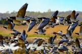 Ein Halbtagesausflug in den Nationalpark ist eine spannende Sache. Fr viele Tausende Vgel ist das Vilsandi-Archipel Brutrevier oder Zwischenstopp auf dem Zug. Auf dem Foto sind Weiwangengnse zu sehen.     /      visitsaaremaa.ee