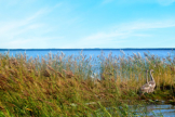 Gut getarnt und erst auf den zweiten Blick zu erkennen sind die drei jungen Hckerschwne, die sich in der gut geschtzten Inselwelt wohlfhlen. Der Nationalpark ist ein Paradies fr viele Wasser-, aber auch Hunderttausende von Zugvgeln.